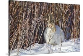 USA, Wyoming, White Tailed Jackrabbit Sitting on Snow in Willows-Elizabeth Boehm-Stretched Canvas