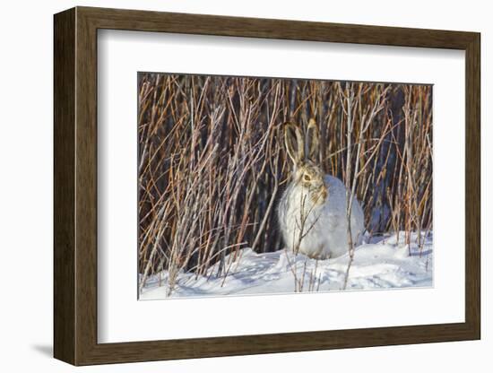 USA, Wyoming, White Tailed Jackrabbit Sitting on Snow in Willows-Elizabeth Boehm-Framed Photographic Print