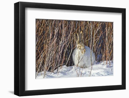 USA, Wyoming, White Tailed Jackrabbit Sitting on Snow in Willows-Elizabeth Boehm-Framed Photographic Print