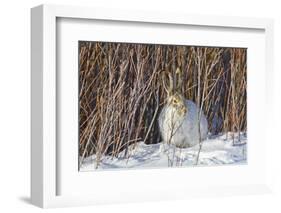 USA, Wyoming, White Tailed Jackrabbit Sitting on Snow in Willows-Elizabeth Boehm-Framed Photographic Print