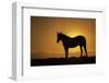 USA, Wyoming. Wild horse silhouetted at sunset.-Jaynes Gallery-Framed Photographic Print
