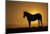USA, Wyoming. Wild horse silhouetted at sunset.-Jaynes Gallery-Mounted Photographic Print
