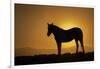 USA, Wyoming. Wild horse silhouetted at sunset.-Jaynes Gallery-Framed Photographic Print