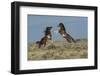 USA, Wyoming. Wild horse stallions fighting.-Jaynes Gallery-Framed Photographic Print