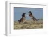 USA, Wyoming. Wild horse stallions fighting.-Jaynes Gallery-Framed Photographic Print