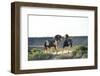 USA, Wyoming. Wild horse stallions fighting.-Jaynes Gallery-Framed Photographic Print