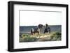 USA, Wyoming. Wild horse stallions fighting.-Jaynes Gallery-Framed Photographic Print