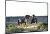 USA, Wyoming. Wild horse stallions fighting.-Jaynes Gallery-Mounted Photographic Print