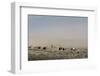 USA, Wyoming. Wild horses create dust cloud while trotting to desert waterhole.-Jaynes Gallery-Framed Photographic Print