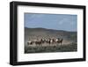 USA, Wyoming. Wild horses create dust while trotting to desert waterhole .-Jaynes Gallery-Framed Photographic Print