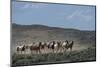 USA, Wyoming. Wild horses create dust while trotting to desert waterhole .-Jaynes Gallery-Mounted Photographic Print