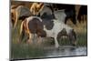 USA, Wyoming. Wild horses drink from water pond in desert.-Jaynes Gallery-Mounted Photographic Print