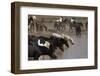 USA, Wyoming. Wild horses drink from waterhole in desert.-Jaynes Gallery-Framed Photographic Print