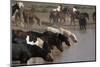 USA, Wyoming. Wild horses drink from waterhole in desert.-Jaynes Gallery-Mounted Photographic Print