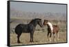 USA, Wyoming. Wild horses greeting each other.-Jaynes Gallery-Framed Stretched Canvas