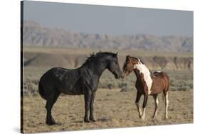 USA, Wyoming. Wild horses greeting each other.-Jaynes Gallery-Stretched Canvas