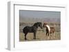 USA, Wyoming. Wild horses greeting each other.-Jaynes Gallery-Framed Photographic Print