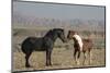 USA, Wyoming. Wild horses greeting each other.-Jaynes Gallery-Mounted Photographic Print