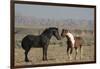 USA, Wyoming. Wild horses greeting each other.-Jaynes Gallery-Framed Photographic Print