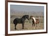 USA, Wyoming. Wild horses greeting each other.-Jaynes Gallery-Framed Photographic Print