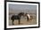 USA, Wyoming. Wild horses greeting each other.-Jaynes Gallery-Framed Photographic Print