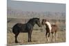 USA, Wyoming. Wild horses greeting each other.-Jaynes Gallery-Mounted Photographic Print