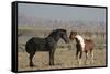 USA, Wyoming. Wild horses greeting each other.-Jaynes Gallery-Framed Stretched Canvas