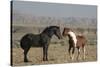 USA, Wyoming. Wild horses greeting each other.-Jaynes Gallery-Stretched Canvas