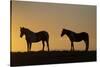 USA, Wyoming. Wild horses silhouetted at sunset.-Jaynes Gallery-Stretched Canvas