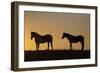 USA, Wyoming. Wild horses silhouetted at sunset.-Jaynes Gallery-Framed Photographic Print