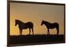 USA, Wyoming. Wild horses silhouetted at sunset.-Jaynes Gallery-Framed Photographic Print