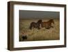 USA, Wyoming. Wild horses trotting across desert sage as rainstorm approaches.-Jaynes Gallery-Framed Photographic Print