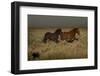 USA, Wyoming. Wild horses trotting across desert sage as rainstorm approaches.-Jaynes Gallery-Framed Photographic Print