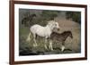 USA, Wyoming. Wild mare and her foal close-up.-Jaynes Gallery-Framed Photographic Print