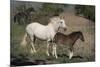 USA, Wyoming. Wild mare and her foal close-up.-Jaynes Gallery-Mounted Photographic Print