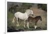 USA, Wyoming. Wild mare and her foal close-up.-Jaynes Gallery-Framed Photographic Print