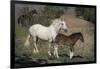 USA, Wyoming. Wild mare and her foal close-up.-Jaynes Gallery-Framed Photographic Print