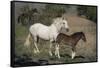 USA, Wyoming. Wild mare and her foal close-up.-Jaynes Gallery-Framed Stretched Canvas