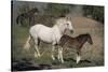 USA, Wyoming. Wild mare and her foal close-up.-Jaynes Gallery-Stretched Canvas