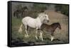 USA, Wyoming. Wild mare and her foal close-up.-Jaynes Gallery-Framed Stretched Canvas