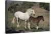 USA, Wyoming. Wild mare and her foal close-up.-Jaynes Gallery-Stretched Canvas