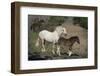 USA, Wyoming. Wild mare and her foal close-up.-Jaynes Gallery-Framed Photographic Print