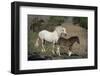 USA, Wyoming. Wild mare and her foal close-up.-Jaynes Gallery-Framed Photographic Print
