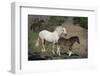 USA, Wyoming. Wild mare and her foal close-up.-Jaynes Gallery-Framed Photographic Print