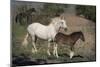 USA, Wyoming. Wild mare and her foal close-up.-Jaynes Gallery-Mounted Photographic Print