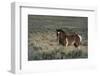 USA, Wyoming. Wild stallion stands in desert sage brush.-Jaynes Gallery-Framed Photographic Print