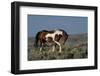 USA, Wyoming. Wild stallion walking toward rival in desert sage brush.-Jaynes Gallery-Framed Photographic Print