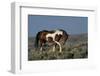 USA, Wyoming. Wild stallion walking toward rival in desert sage brush.-Jaynes Gallery-Framed Photographic Print