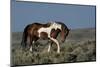 USA, Wyoming. Wild stallion walking toward rival in desert sage brush.-Jaynes Gallery-Mounted Photographic Print