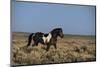 USA, Wyoming. Wild stallion walks in desert sage brush.-Jaynes Gallery-Mounted Photographic Print